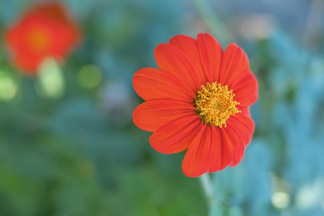 米罗的回归 米罗的回归